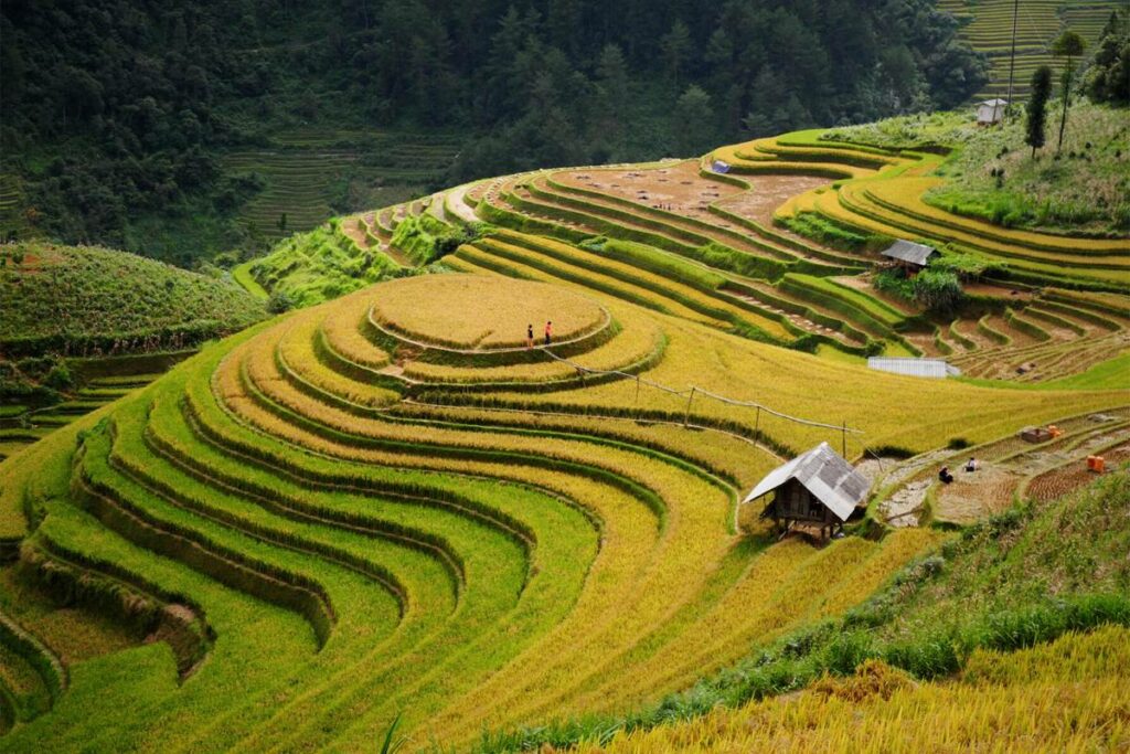 Mu Cang Chai