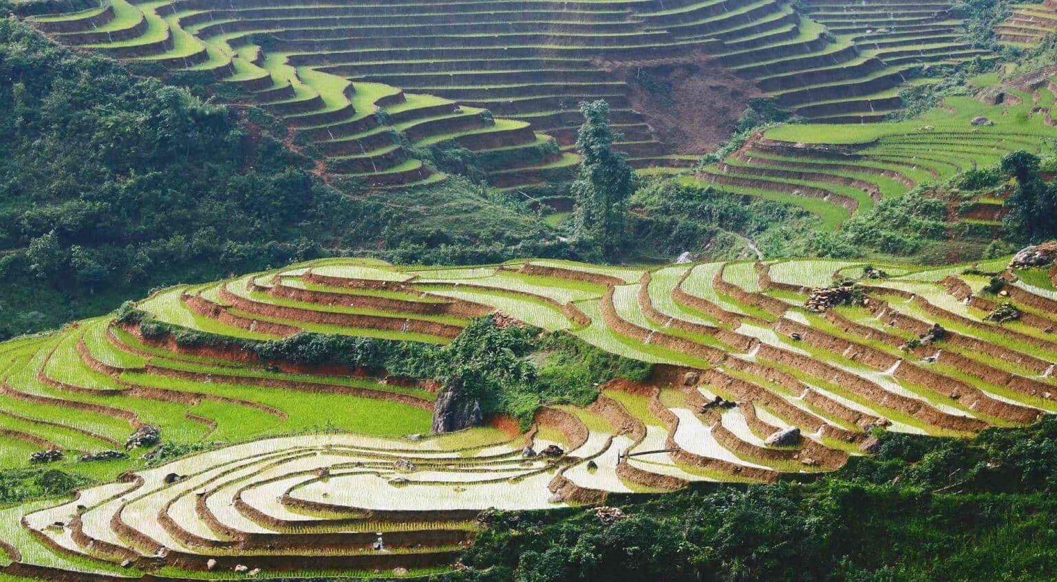 Saba Rice Fields Sapa Rice Fields | 5 Best Areas + Best Season to Visit