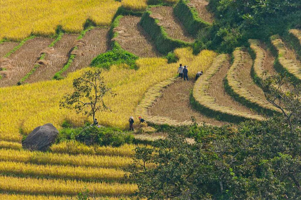 Sapa rice fields during harvest season