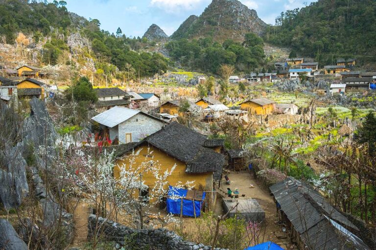 Ethnic minority homes made of yellow clay located in Sung La Valley with a tree in foreground in blossom with yellow flowers