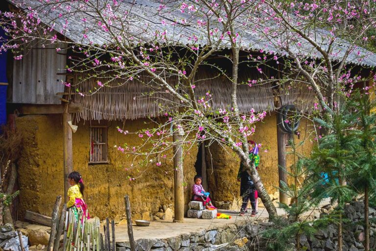 A traditional yellow clay house with colourful ethnic minority people and a tree in blossom with pink flowers