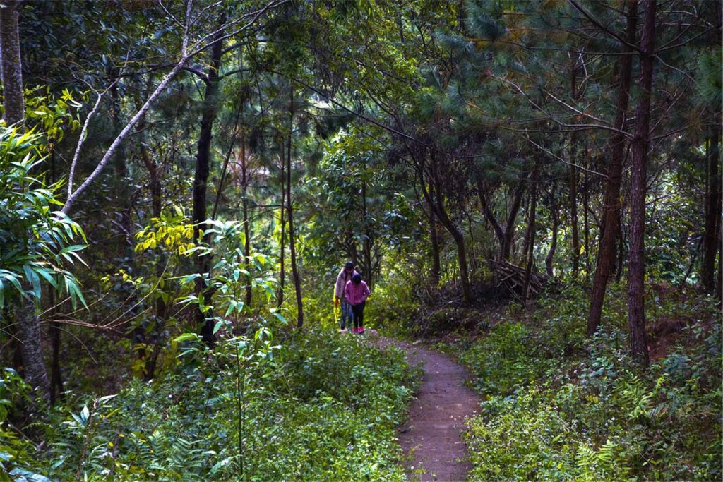 forest trail to get to Tac Tinh Waterfall