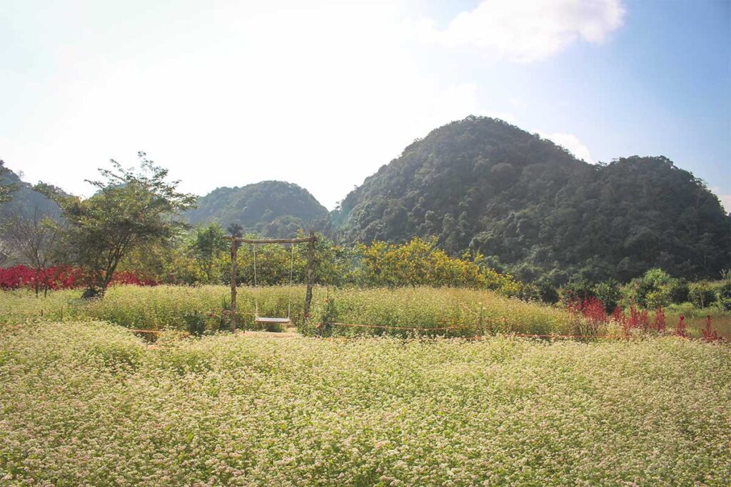  Thach Son Buckwheat Flower fields in Ha Giang