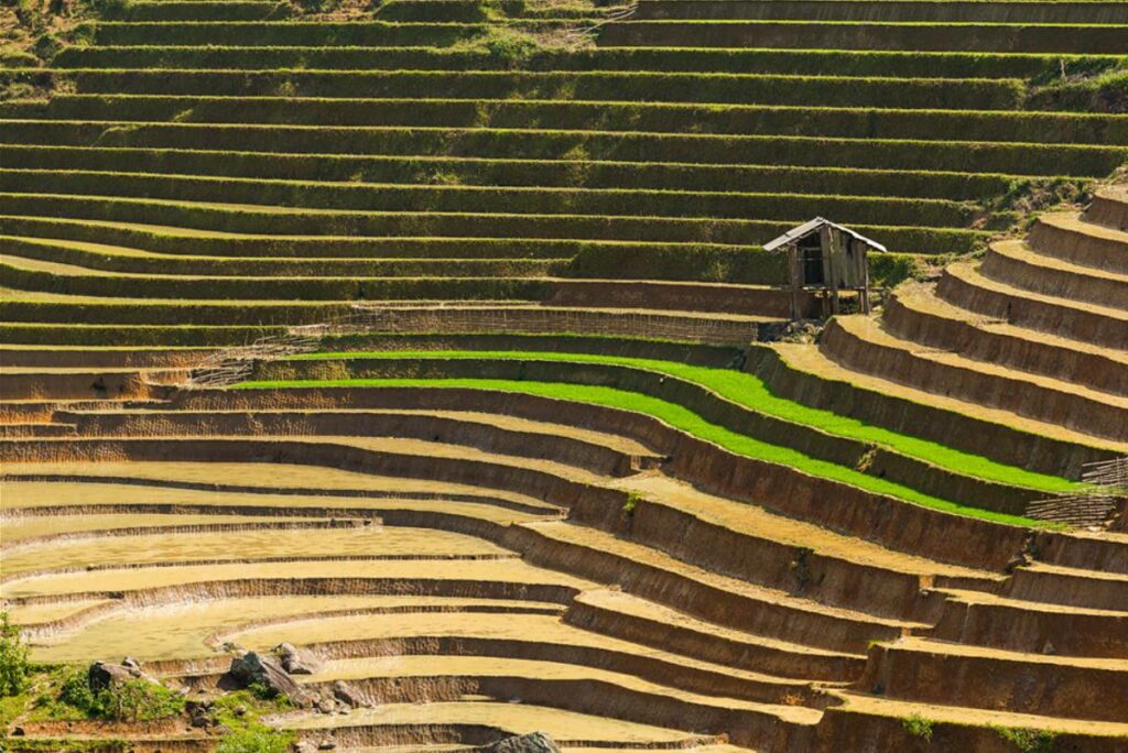 Thanh Kim rice fields in Sapa