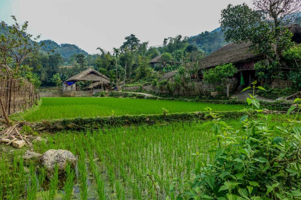 Thon Tha village trekking Ha Giang