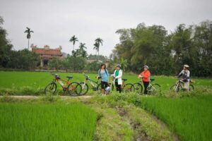 Tourists are cycling in Hue's countryside with ricefields