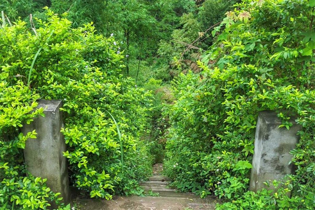 The jungle path stairs leading to Go Lao Waterfall