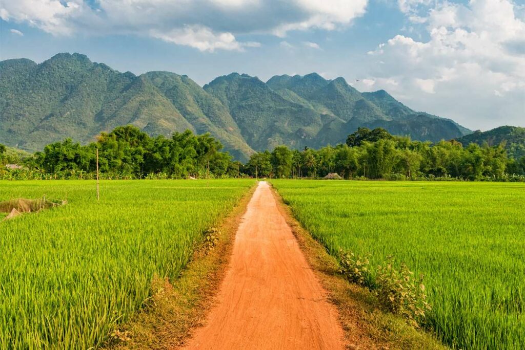 rice fields in Mai Chau valley