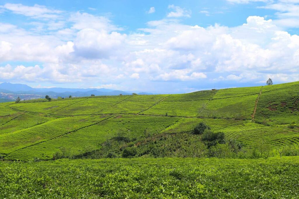 tea plantation Dalat