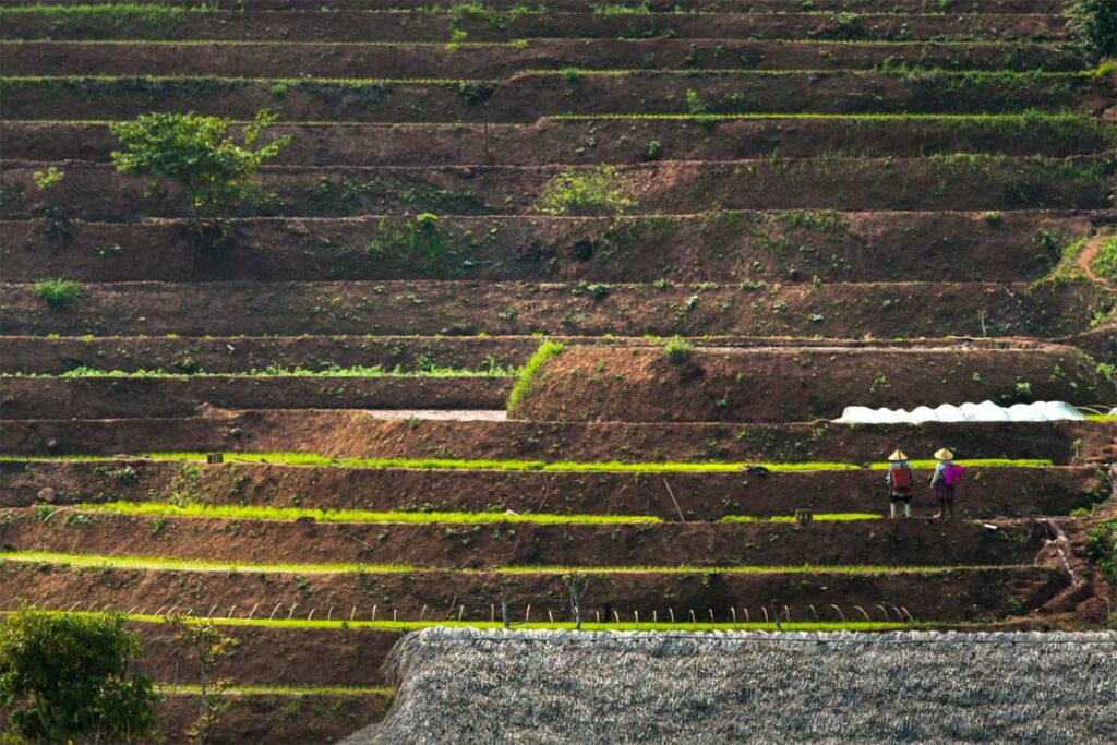 terraced rice fields in Mai Chau