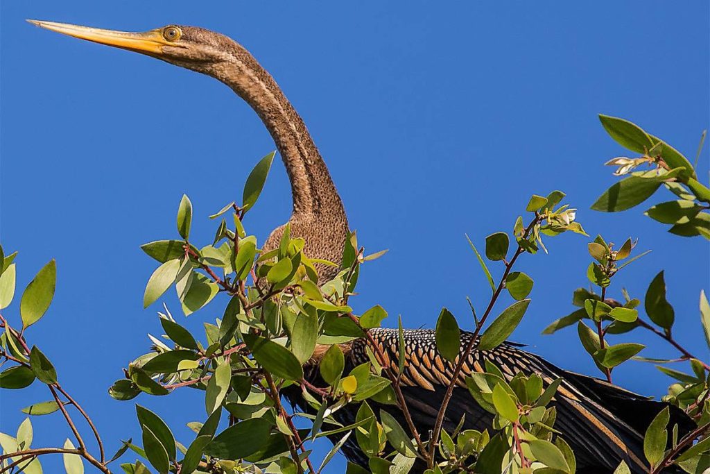 bird spotting in Tram Chim National Park Vietnam