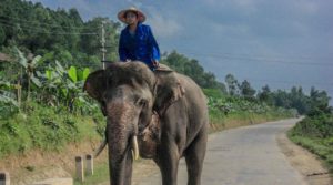 Elephants in Vietnam