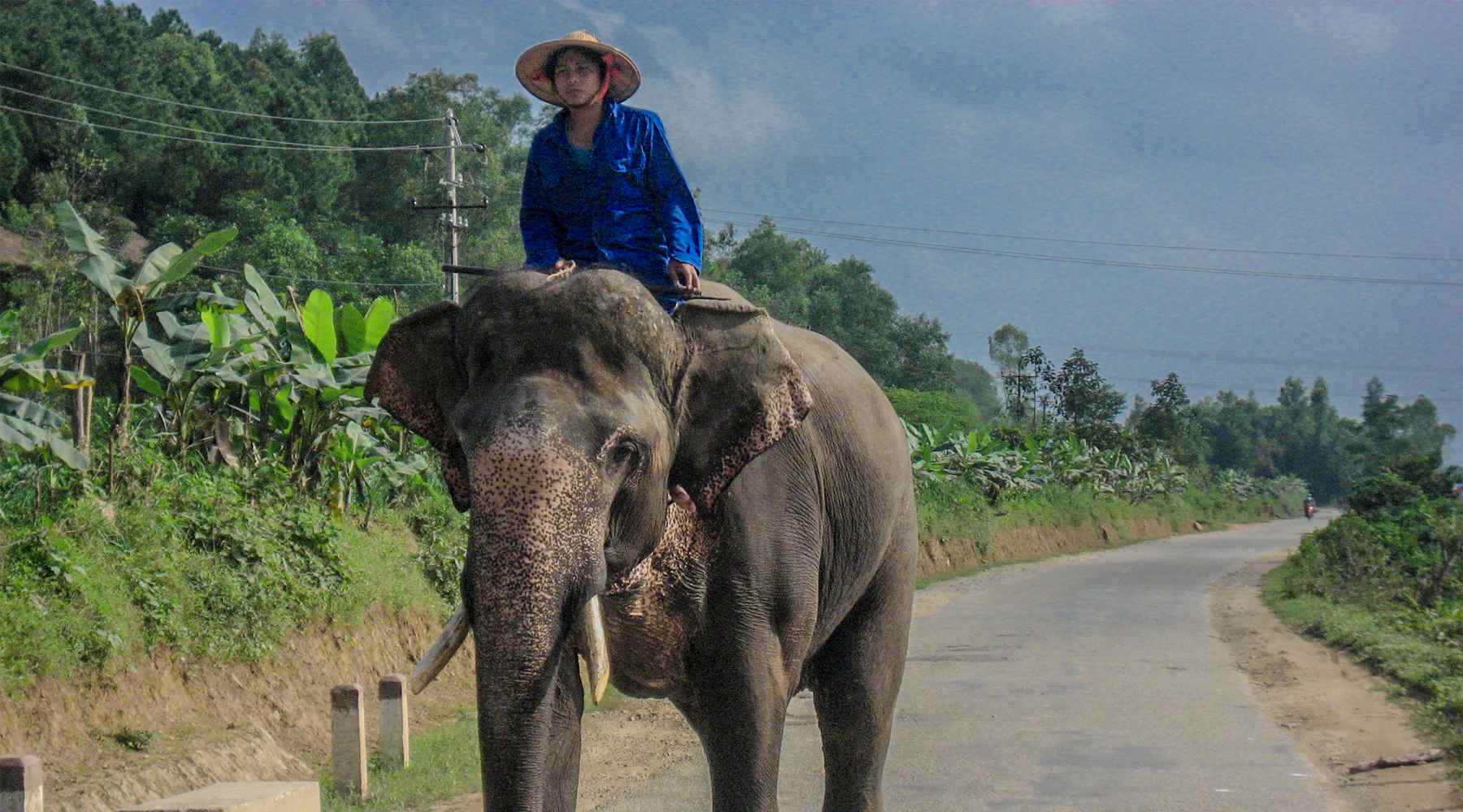 Elephants in Vietnam - 5 places where they live in the wild