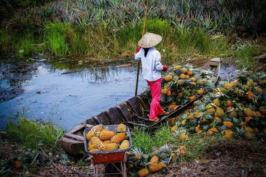 Mekong Delta fruit