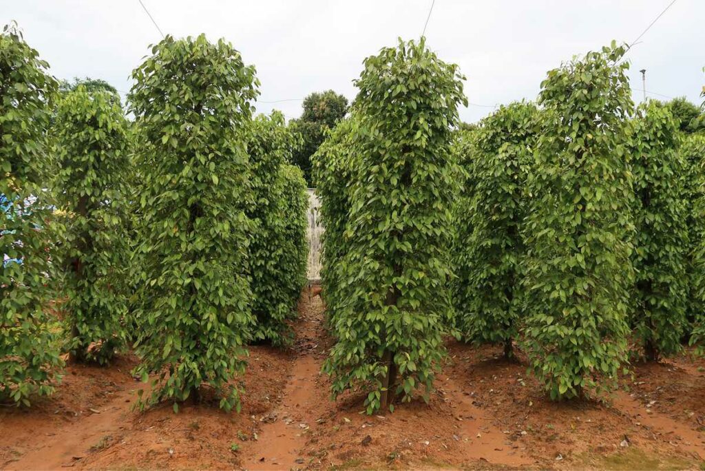 pepper plantation in Phu Quoc