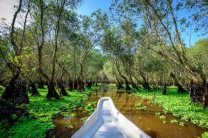 Boat entering a flooded forest canal surrounded by tall cajuput trees in Tra Su Bird Sanctuary, Mekong Delta.
