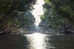 Hundreds of birds flying above water channel in Tram Chim National Park