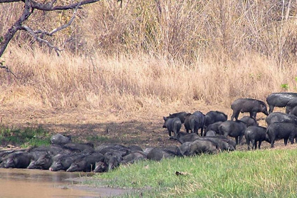 Wild boar in Yok Don National Park