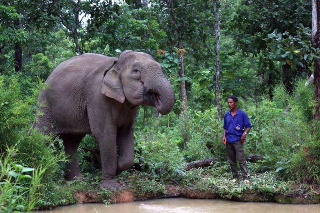 Elephants in Vietnam - 5 places where they live in the wild