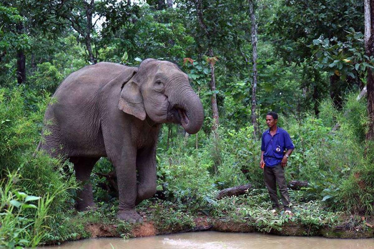 11 Wild Animals in Vietnam & Best Place to Spot