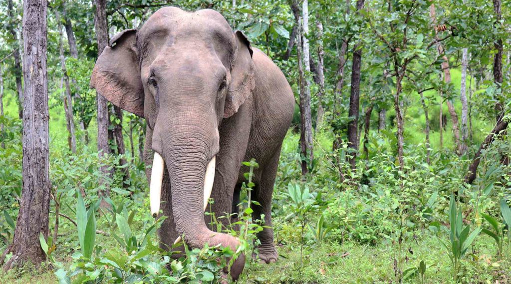 Watching an elephant during an ethical Elephant tour in Yok Don National Park, Dak Lak