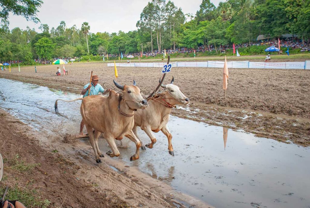 Bay Nui Ox Racing Festival in An Giang, Vietnam – Traditional Khmer oxen race on muddy fields during the annual festival near Chau Doc.