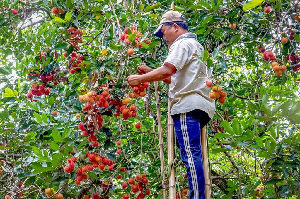 Farmer harvesting ripe rambutan fruit in a Ben Tre orchard, a popular activity for visitors exploring the Mekong Delta countryside.