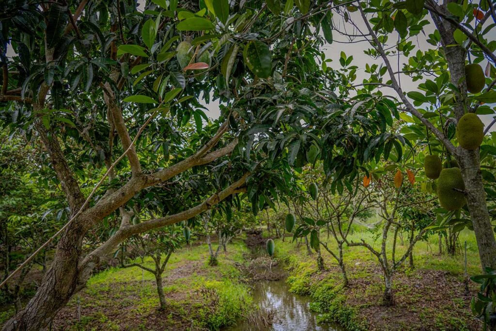 Jackfruit and mango trees growing along a small canal in a fruit orchard outside Can Tho.