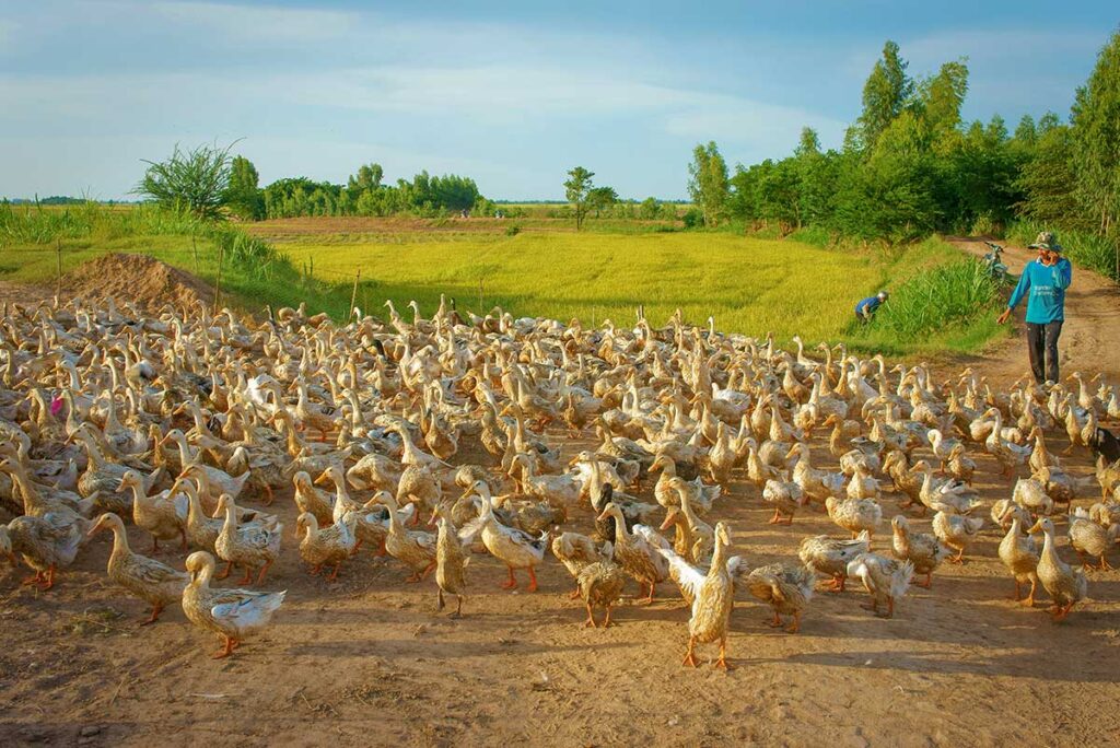 Farmer herding ducks across rice fields in rural Dong Thap province