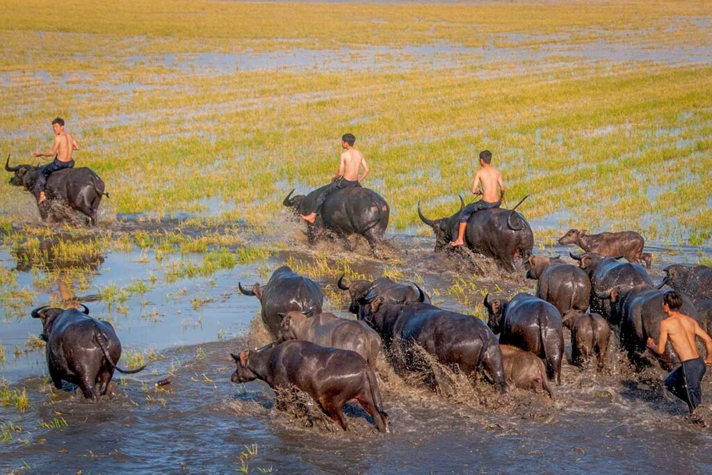 Buffalo herding in the Dong Thap countryside with farmers riding through flooded rice fields
