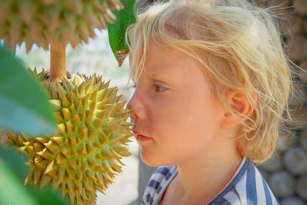 A young blond boy leans in to smell a spiky durian growing on a tree during a visit to a Mekong Delta fruit orchard, a fun and hands-on activity for a family holiday in Vietnam with kids.