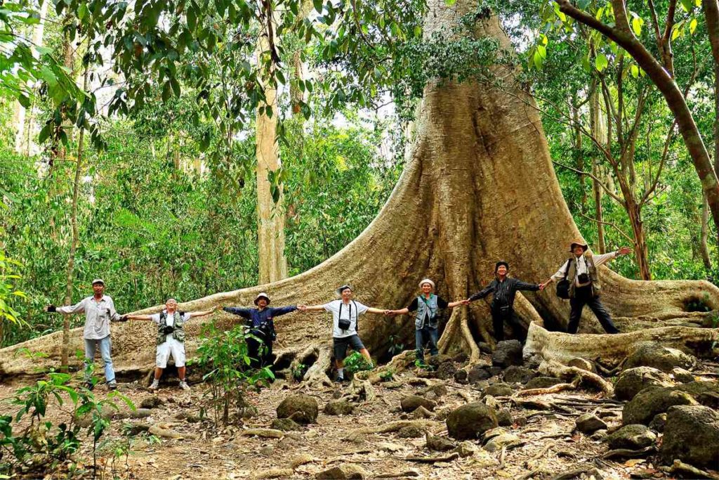 Giant Tung Tree