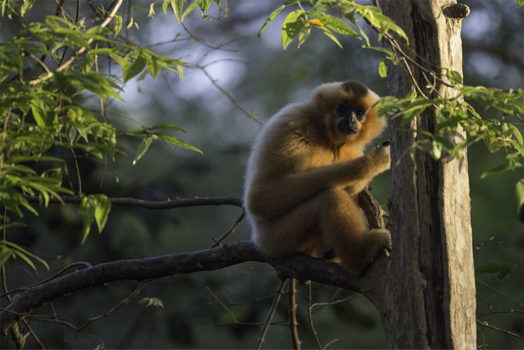 Gibbon in Cat Tien National Park