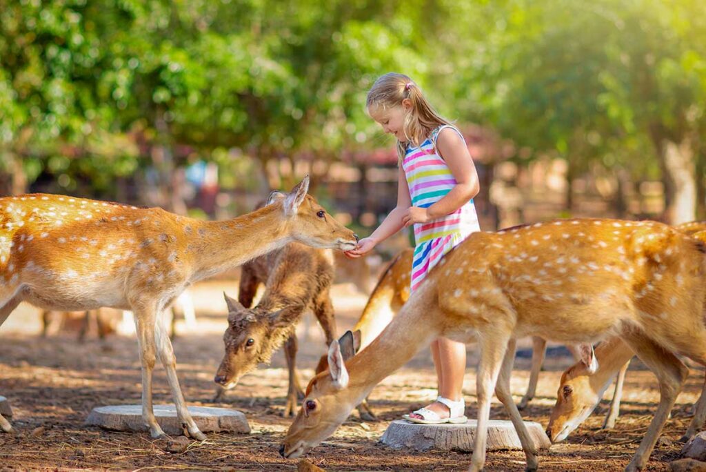 A young girl feeds a group of spotted deer by hand at a zoo and safari park in Phu Quoc, one of the more popular animal activities for a holiday in Vietnam with kids.