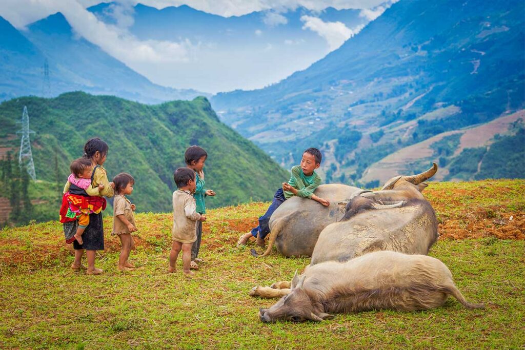 Local ethnic minority children gather around resting water buffalo on a grassy hillside with layered mountains behind them, a typical scene in the Sapa countryside that families enjoy seeing.