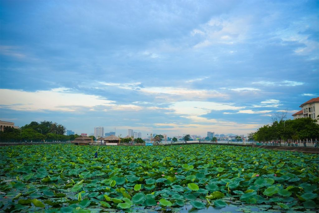 lotus pond Hanoi