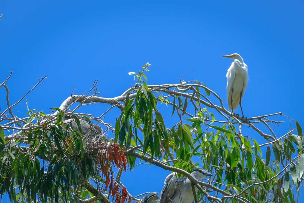 White heron perched on a branch above its nest in Tra Su Cajuput Forest, An Giang Province.