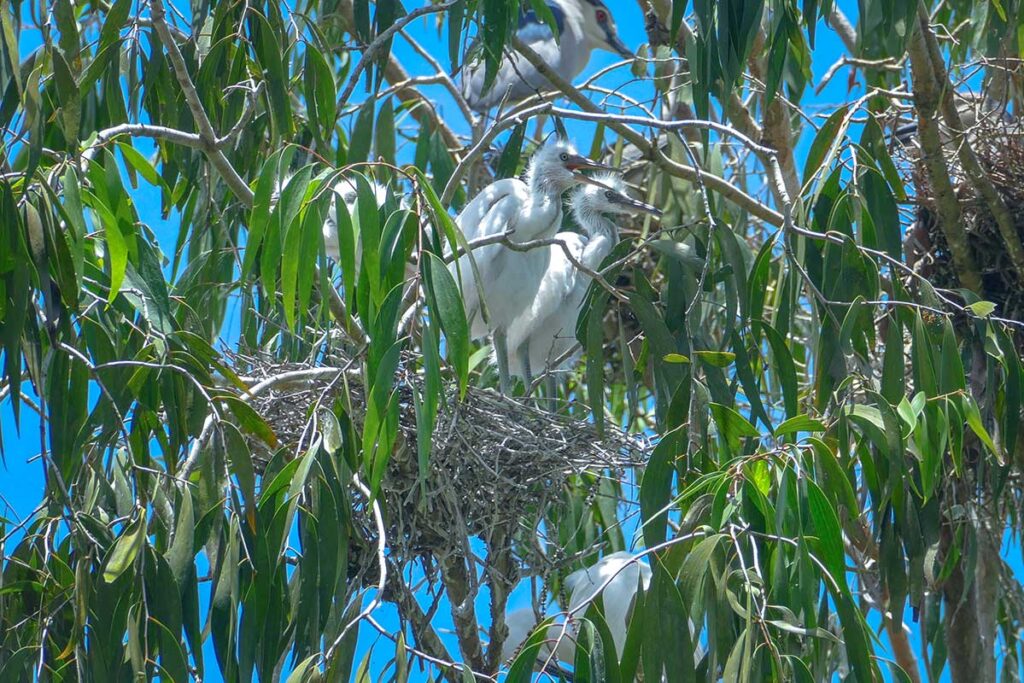 Egret chicks nesting in the treetops at Tra Su Cajuput Forest, one of the best birdwatching spots in southern Vietnam.