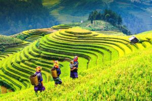 Three ethnic minority woman with baskets are walking along the famous terraced rice fields of Mu Cang Chai