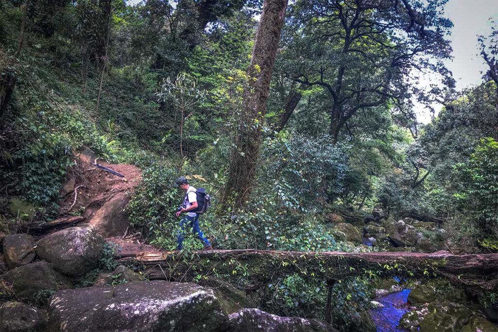 A man walking over a fallen tree branch in a forest part of the trekking trail towards Pu Ta Leng Peak