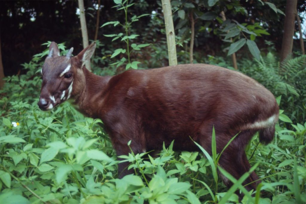 Saola