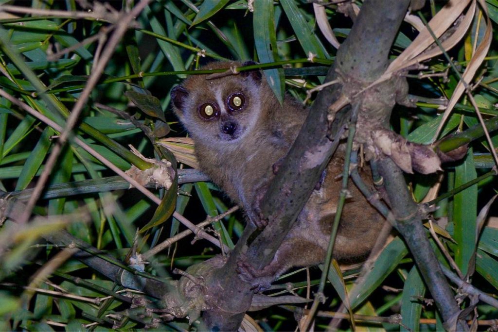 slow lorris Vietnam