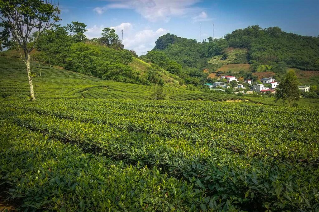 Tea plantations on hills at Suoi Giang in Yen Bai