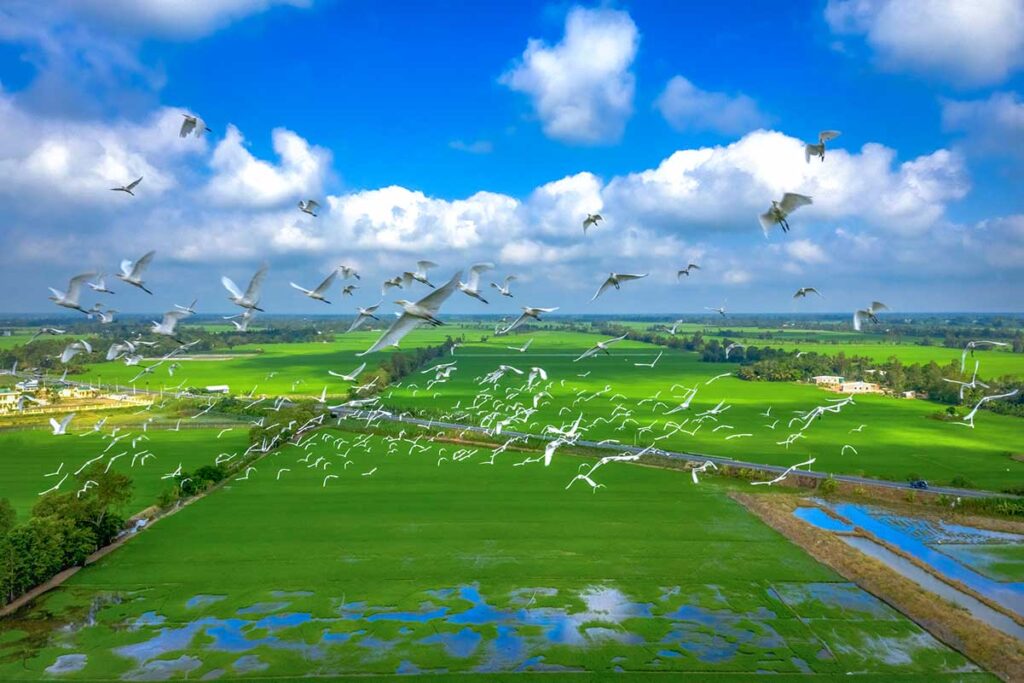 Flock of white herons flying above rice fields near Tram Chim National Park