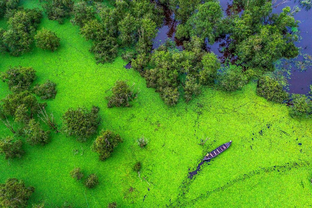 Aerial view of boat gliding through bright green wetlands in Tram Chim National Park