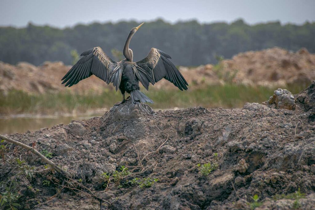 Oriental darter drying wings on a rock in Tram Chim National Park, Vietnam