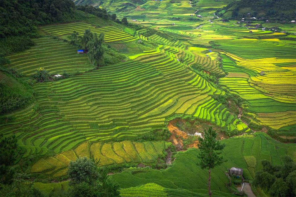 Rice terraces of Tu Le district in Yen Bai 