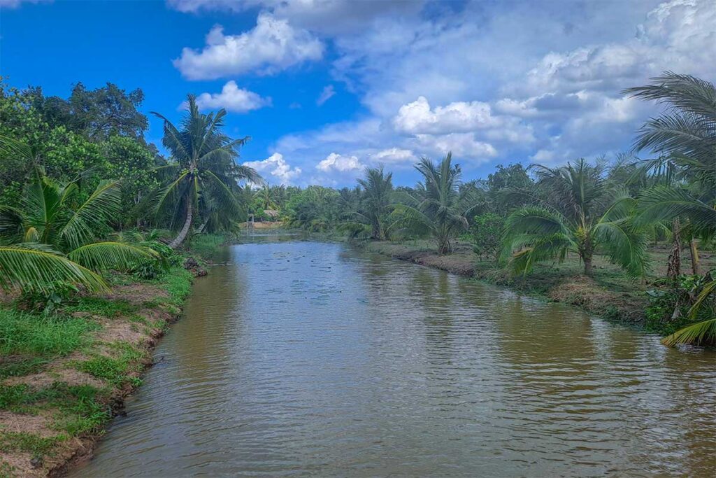 Coconut palm trees and lotus-filled canal near Vam Ho Bird Sanctuary, Ben Tre