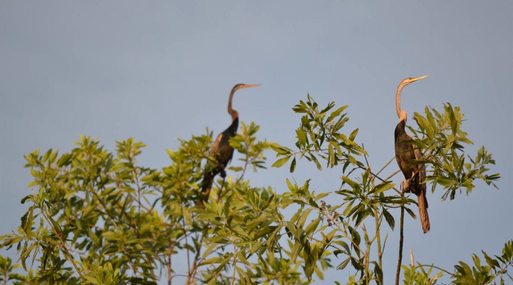 Pair of herons perched on tall branches at Vam Ho Bird Sanctuary in Ben Tre