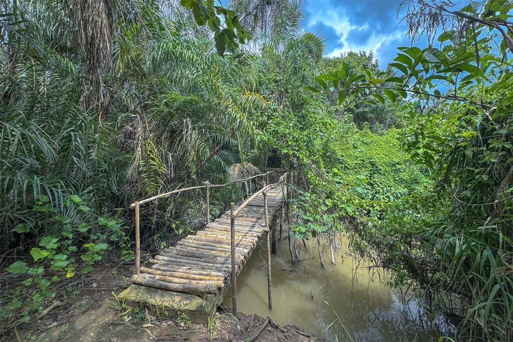 Bamboo bridge path through dense mangrove forest at Vam Ho Bird Sanctuary